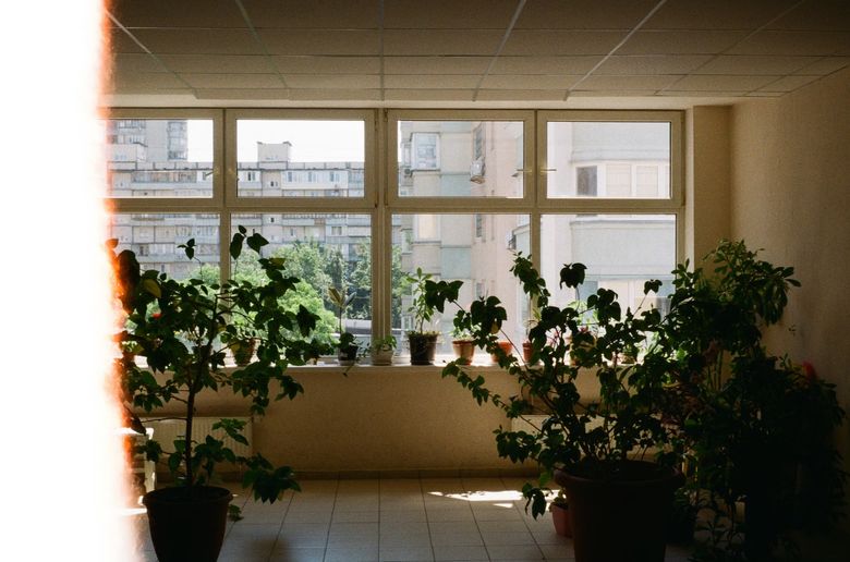 Какие растения выживут в условиях московской квартиры с панорамным остеклением