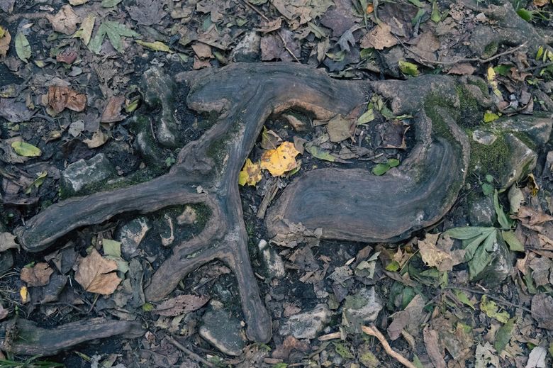 С чего начать: дендрологическое обследование и карта корней